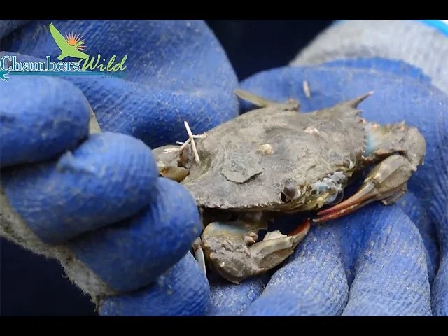 wildlife removal trinity: Understanding the Challenge