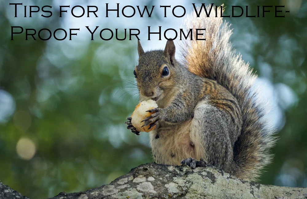 wildlife removal university: Understanding Why Wildlife Enters Your Home