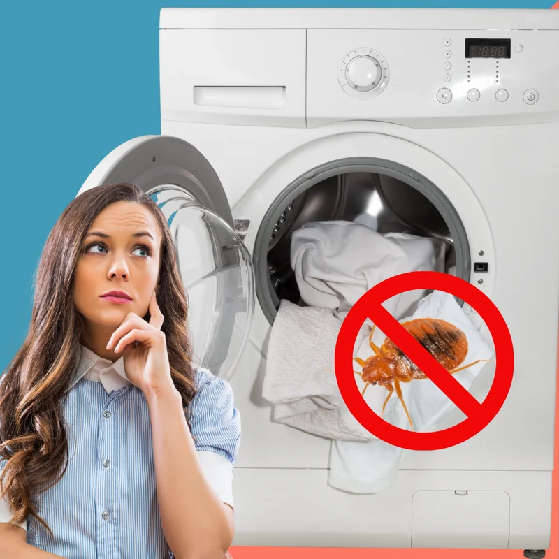 Will Bed Bugs Die in the Washer?
