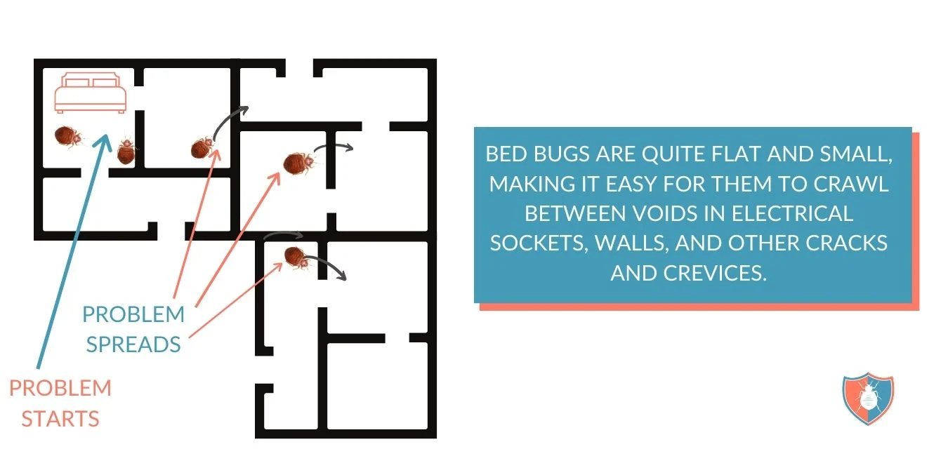 Would Bed Bugs Stay in One Room? Factors That Influence Their Movement
