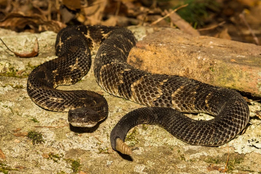 All About Timber Rattlesnakes: Signs of Their Presence