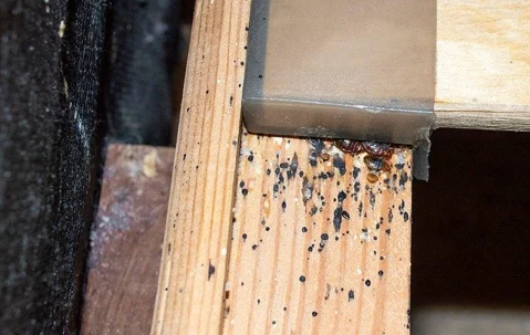 Bed Bug Treatment Boca Raton: Why These Pests Invade Your Home