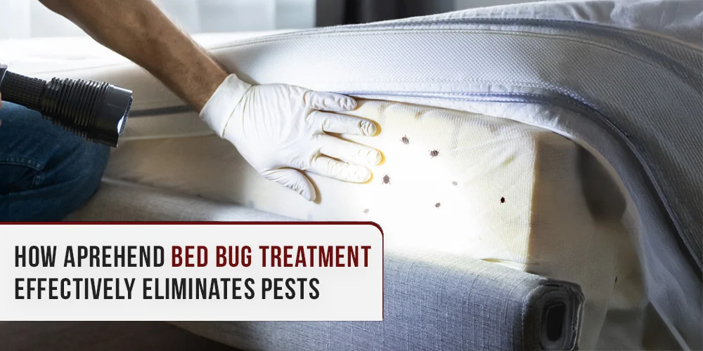 bed bug treatment gibsonton: Why This Pest Appears in Homes