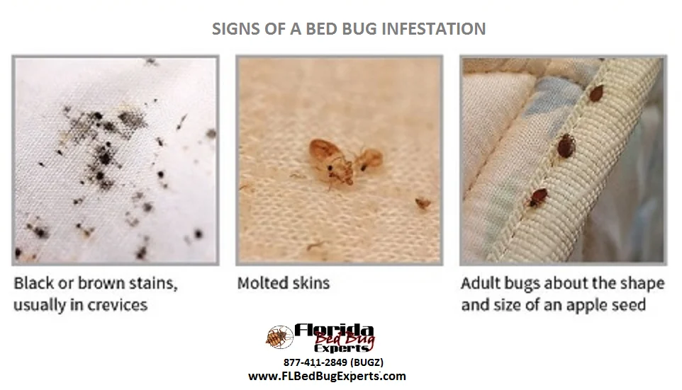 Bed Bug Treatment Oldsmar: Signs of Infestation