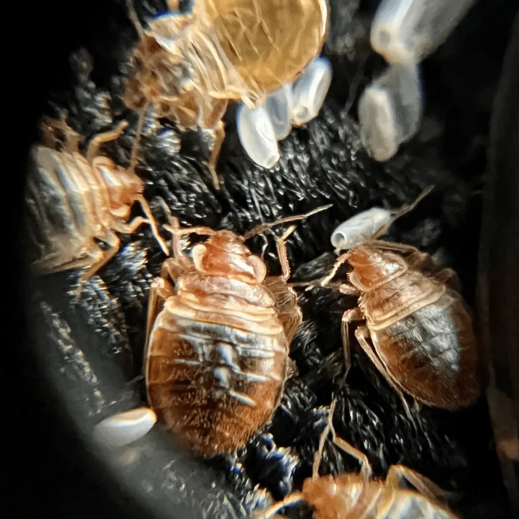 Bed Bug Treatment Oldsmar: Why These Pests Invade Your Home