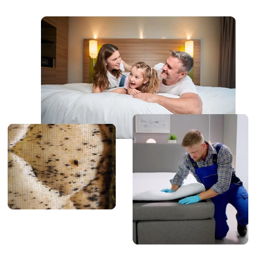 bed bug treatment south pasadena – Why This Pest Appears in Homes