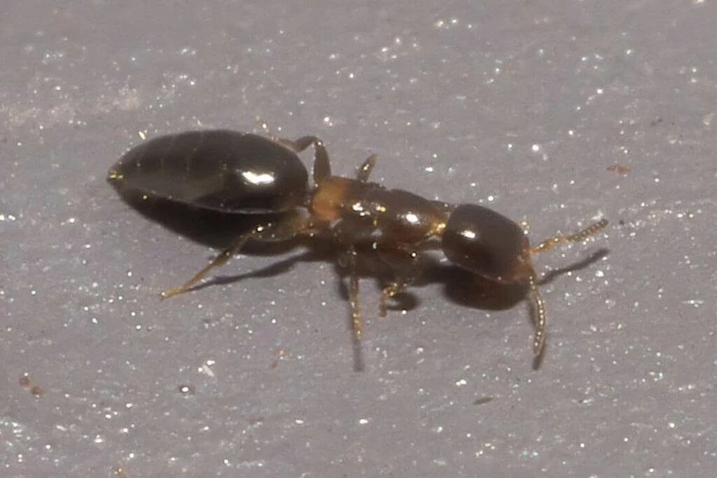 bethylid wasps are these parasitic wasps a dangerous pest