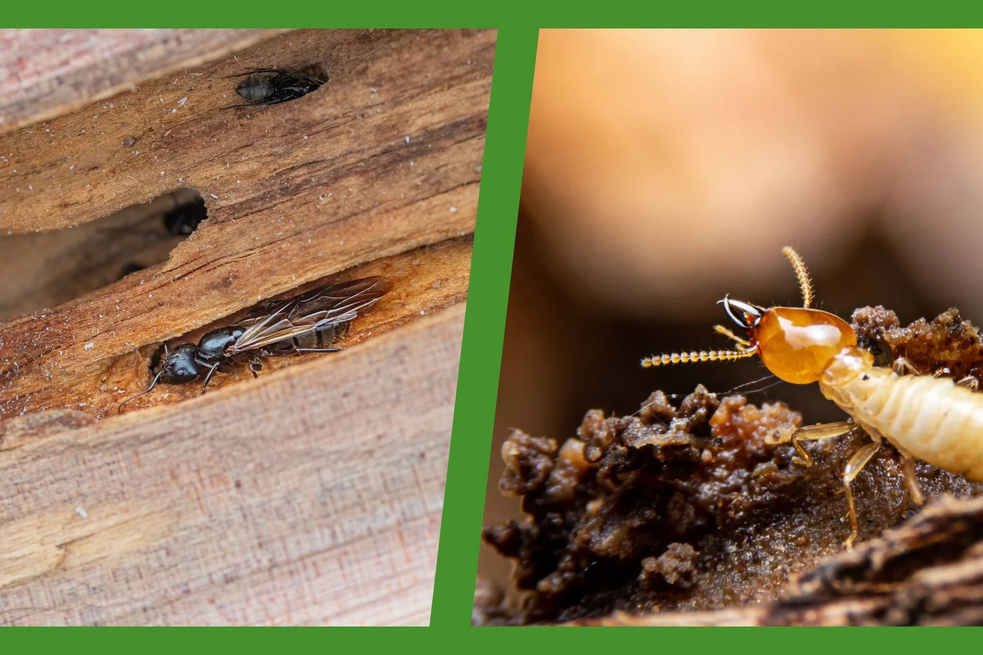 carpenter ants vs termites whats the difference: Why This Pest Appears in Homes