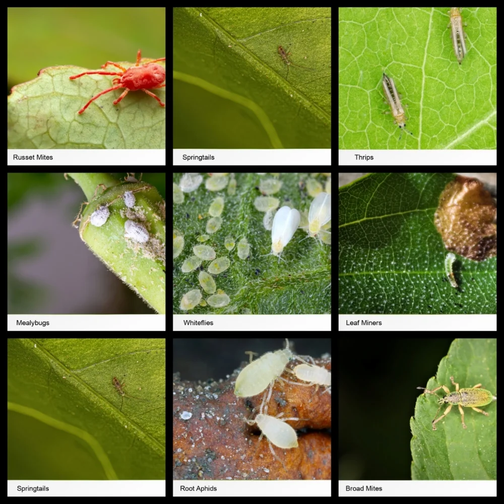 Common Pests in Blairsville GA and Their Seasonal Patterns