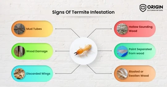 Common Triggers for Termite Infestations in Smyrna
