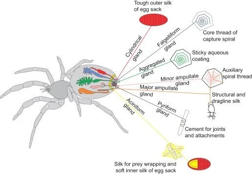 Do All Spiders Make Webs? The Science Explained