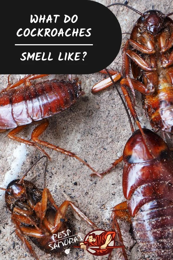 do cockroaches smell: Understanding the Odor Issue