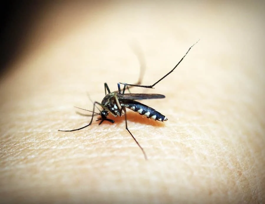 Do Mosquitoes Have Predators?