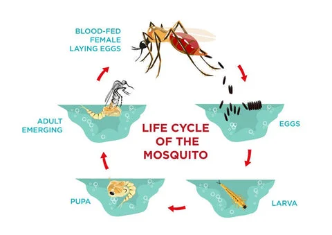 Do Mosquitoes Hibernate? The Science Behind Seasonal Survival