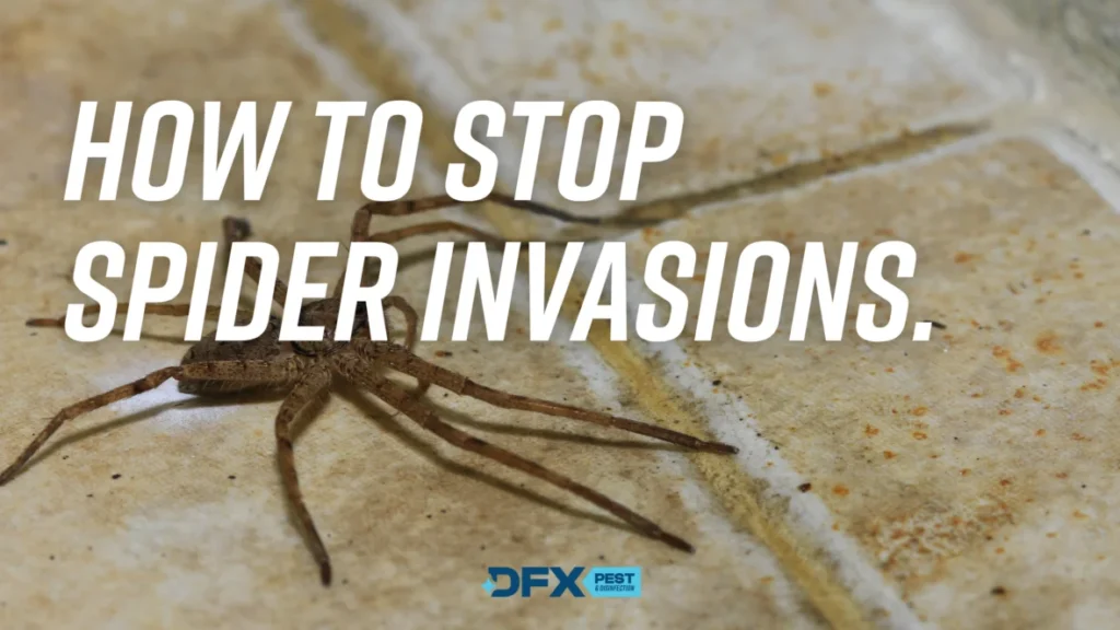 Do Spider Invasions Require Professional Help? Understanding the Basics
