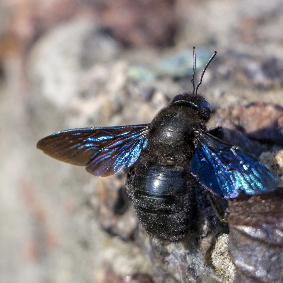 Five Things You Should Know About Carpenter Bees