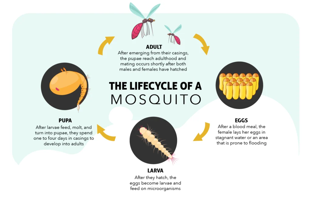 how long do mosquitoes live: Understanding the Mosquito Life Cycle