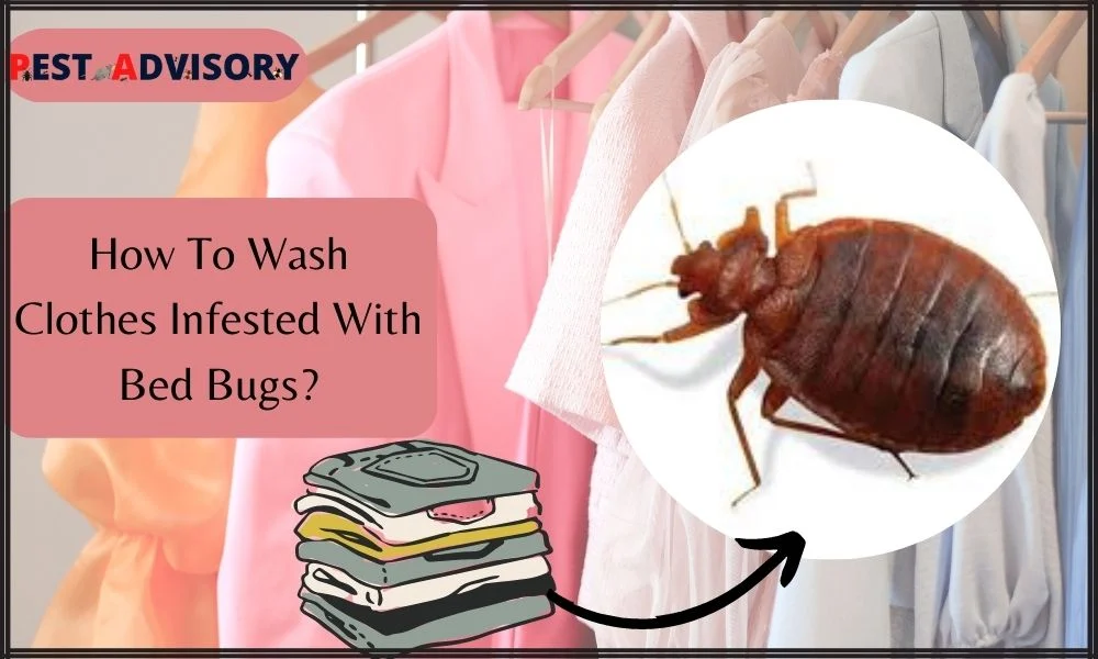 How Long to Dry Clothes to Kill Bed Bugs