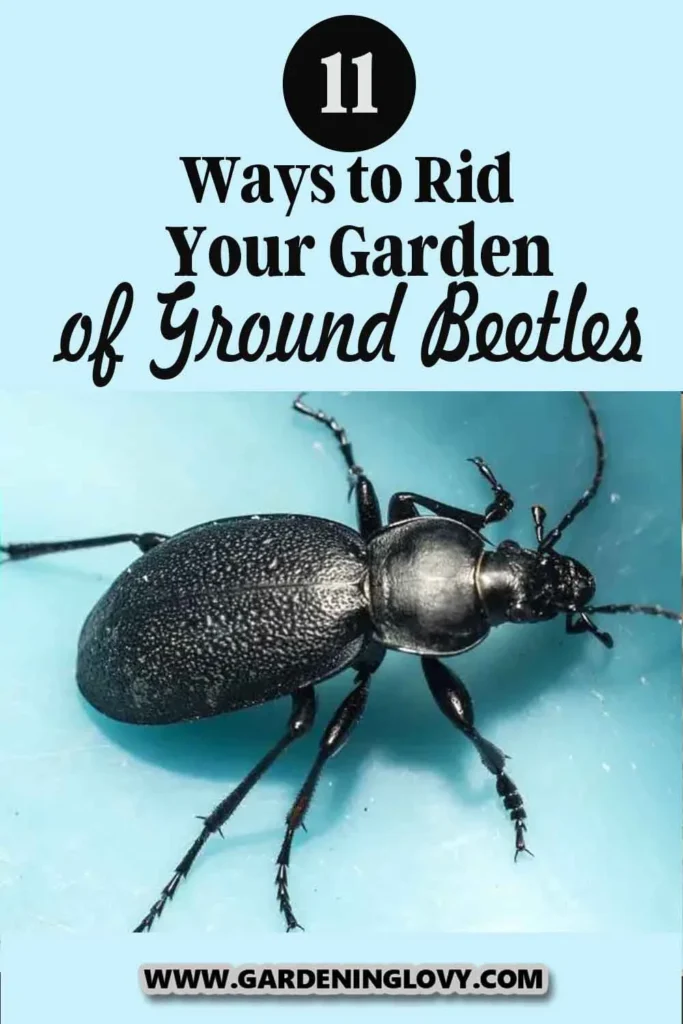 How to Get Rid of Beetles: Natural Removal Methods
