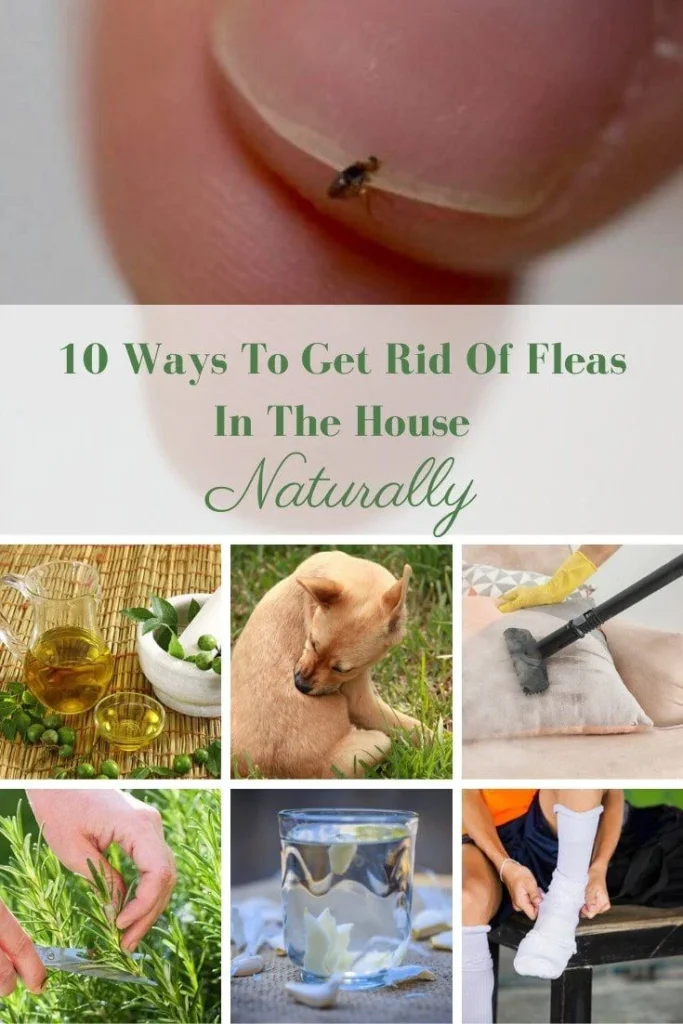 how to get rid of fleas: Natural Removal Methods