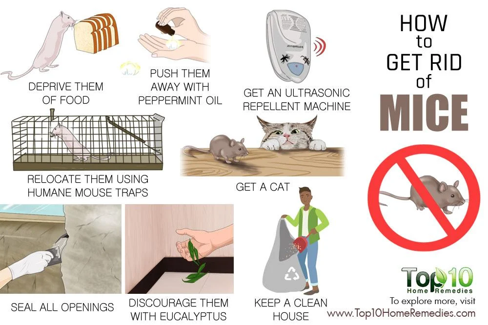 How to Get Rid of Mice: Recognizing the Signs of Infestation