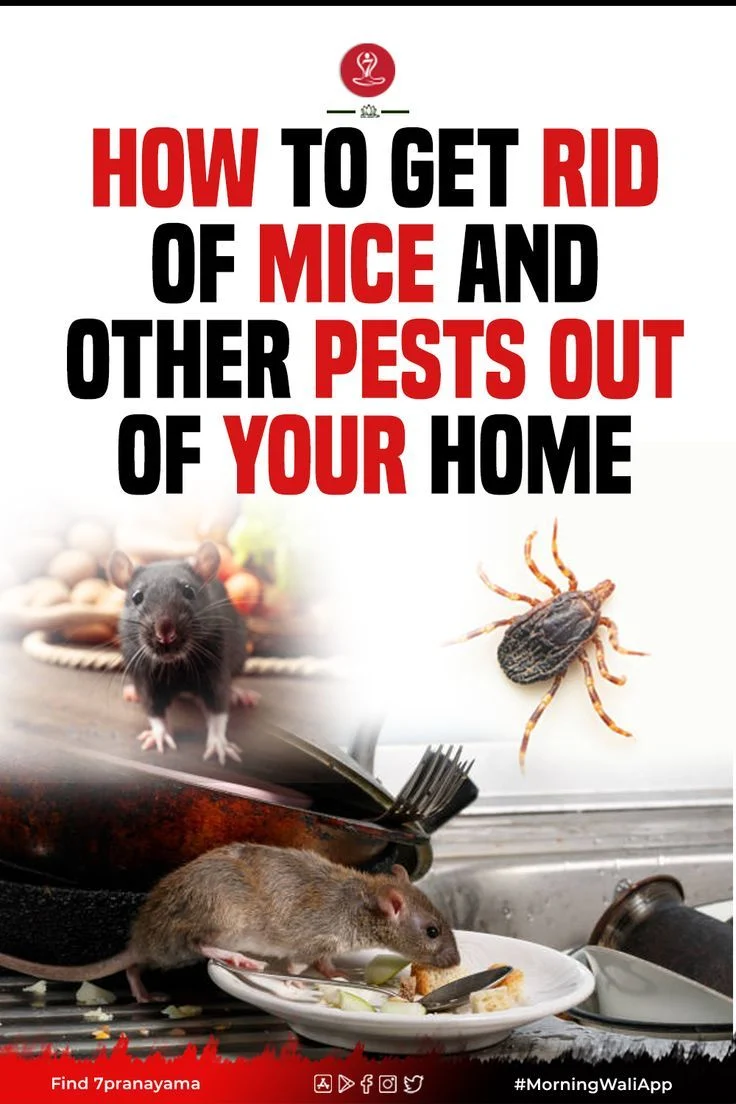 How to Get Rid of Mice: Understanding Why They Enter Your Home