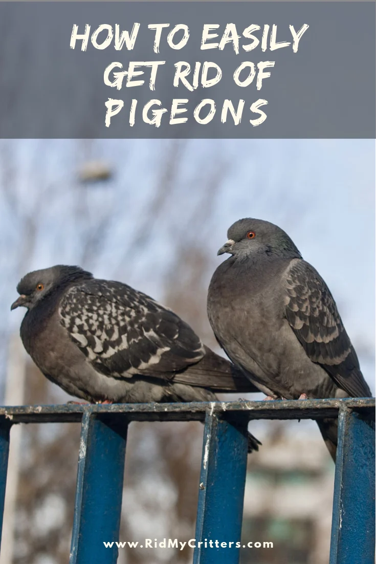 how to get rid of pigeons – Understanding Why They Invade Your Property
