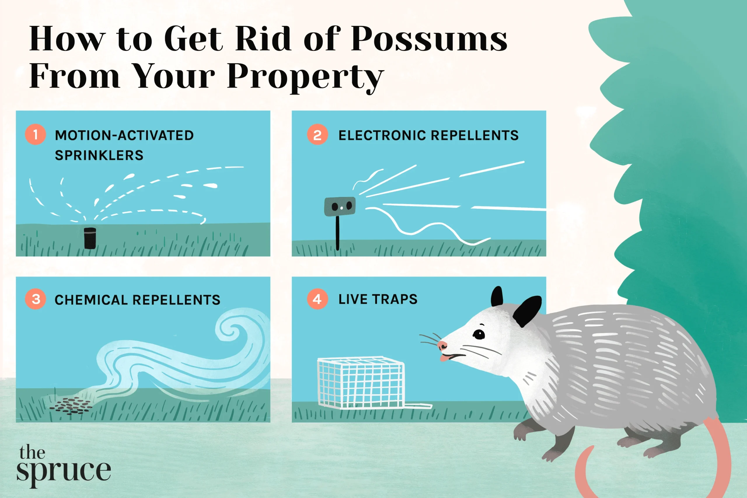 how to get rid of possums: Understanding Why They Invade Your Home