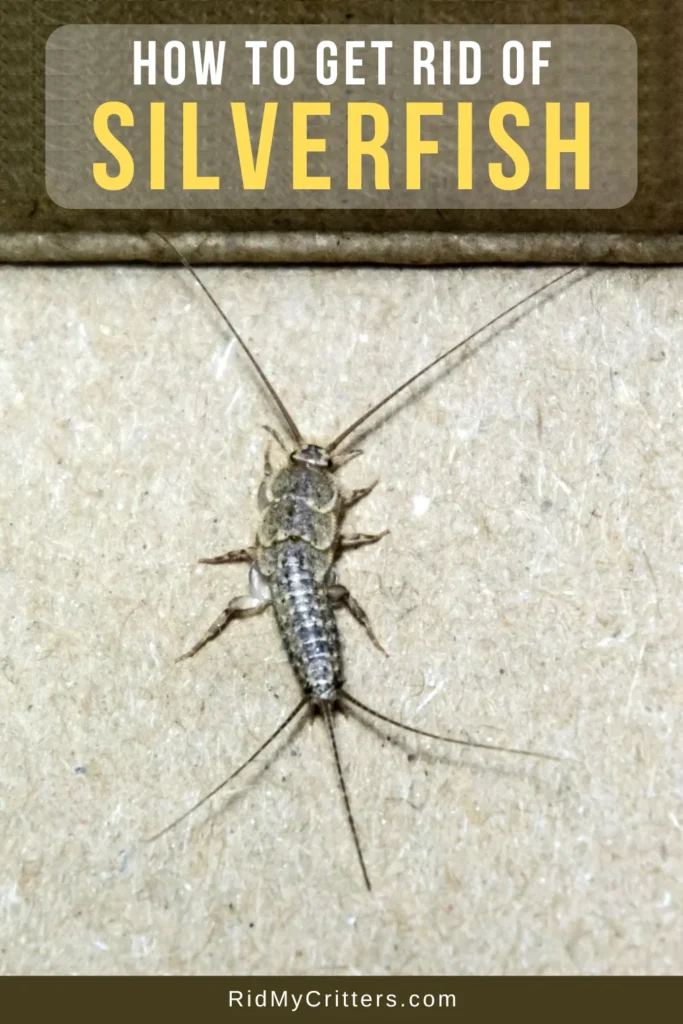 how to get rid of silverfish: Understanding the Problem