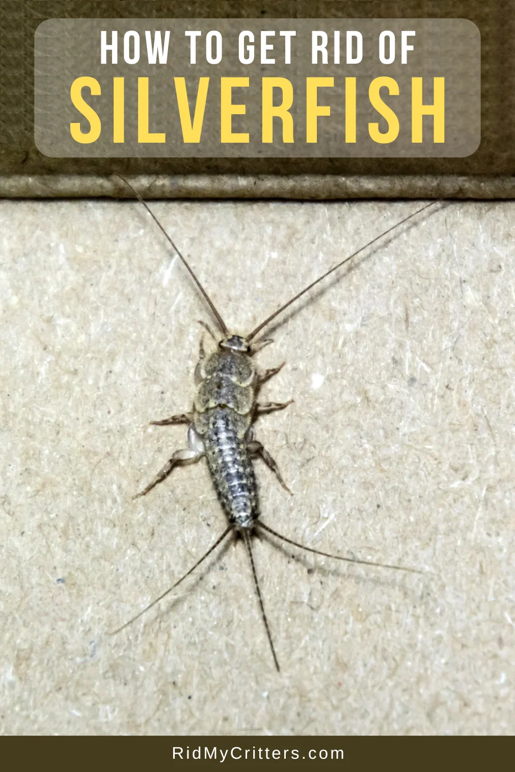 how to get rid of silverfish: Understanding the Problem