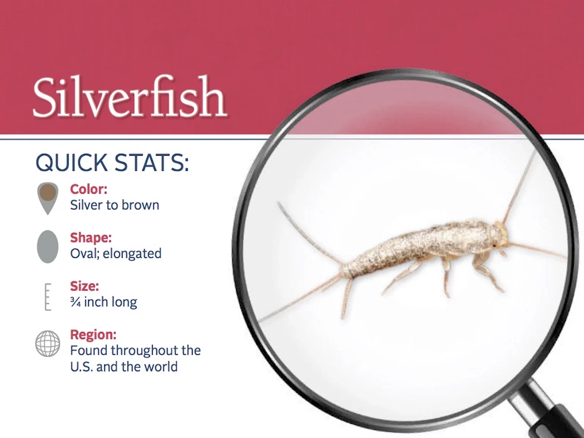 how to identify silverfish: Why This Pest Appears in Homes