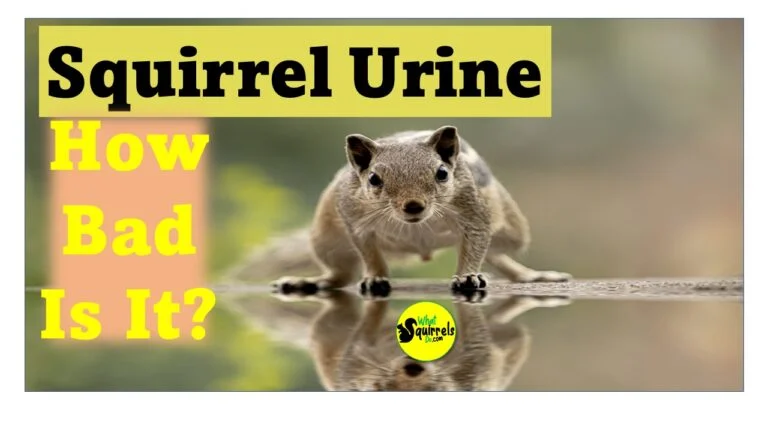 How to Identify Squirrel Urine in Different Settings