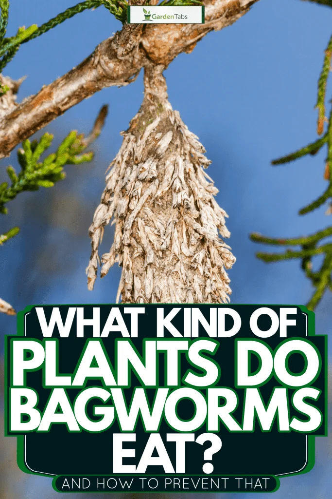 How to Prevent Plaster Bagworm: Recognizing Early Signs
