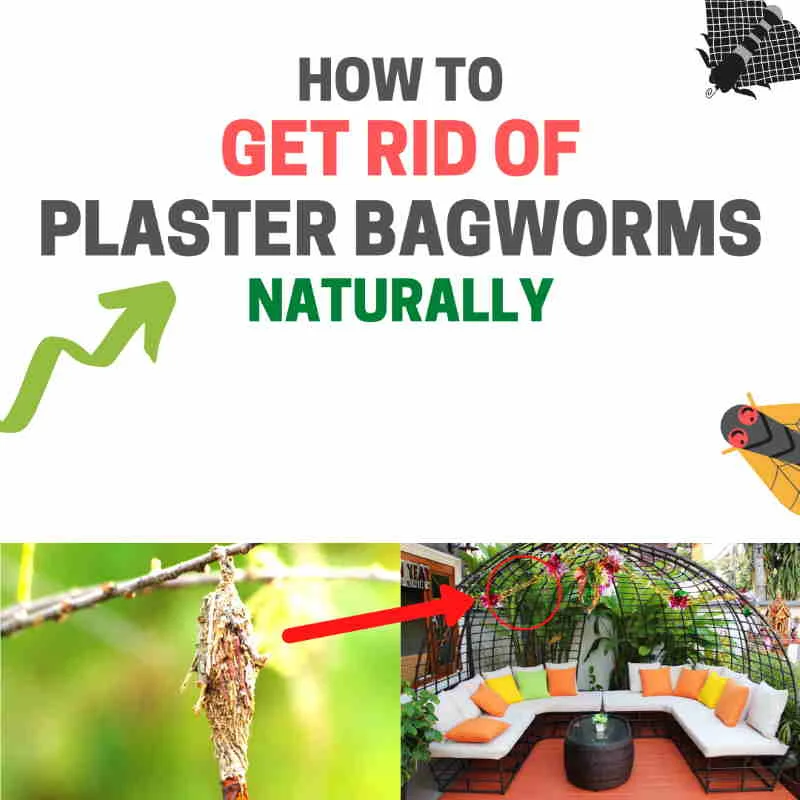 How to Prevent Plaster Bagworm: Understanding the Pest