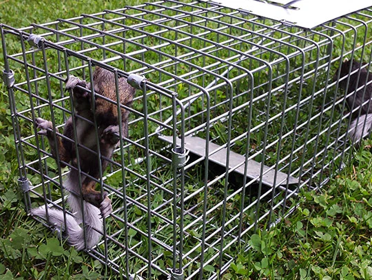 Humane Wildlife Removal Marietta Methods
