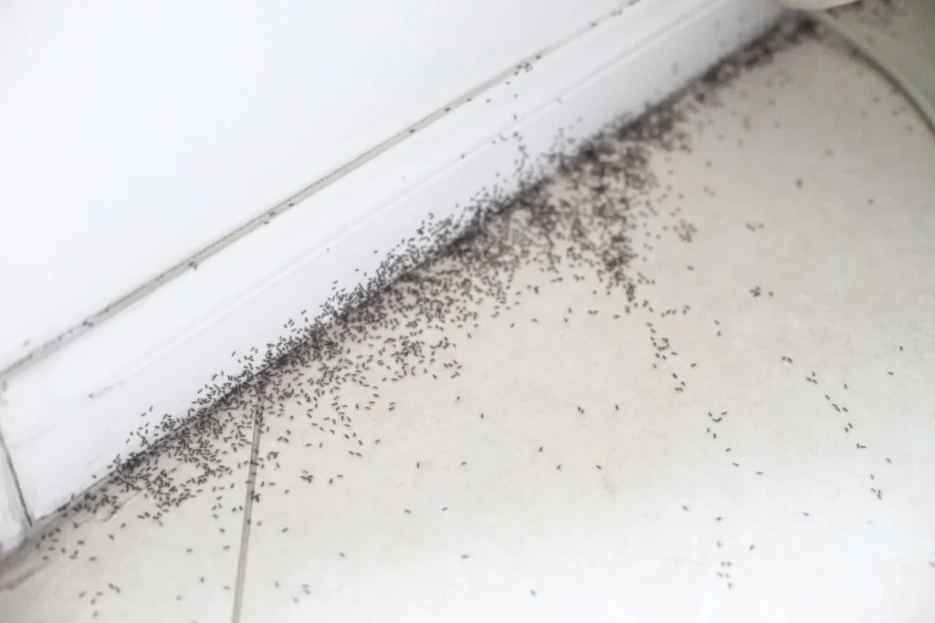 Identifying the Signs of a Commercial Pest Infestation