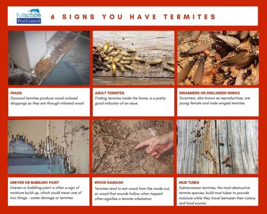 Key Signs of a Termite Infestation in Gibsonton