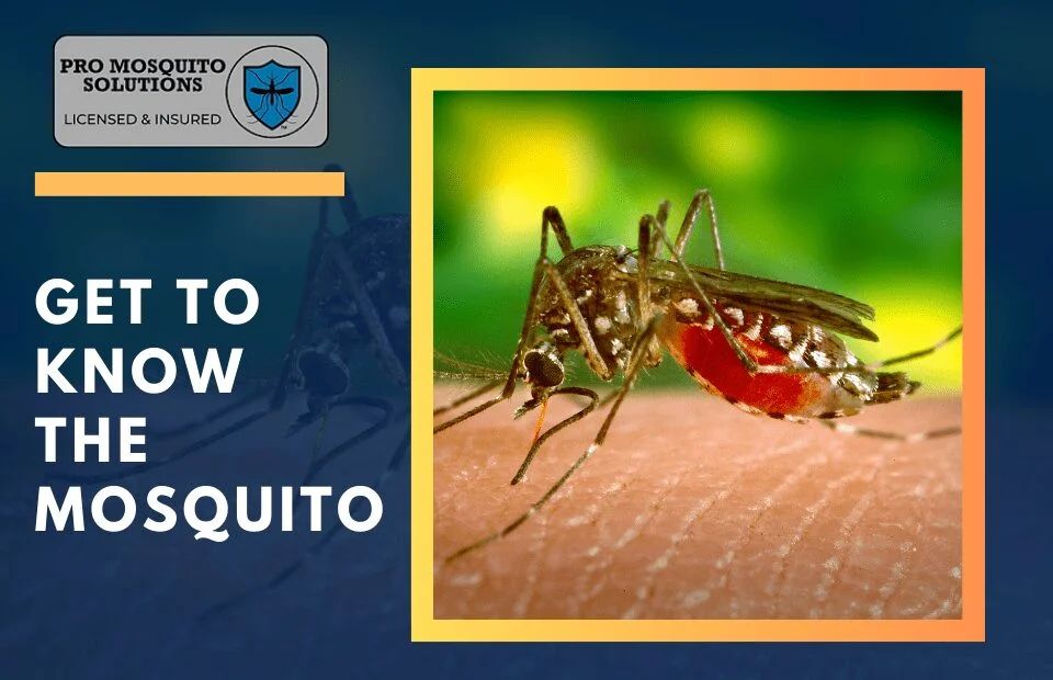mosquito control new port richey: Understanding Why Mosquitoes Thrive