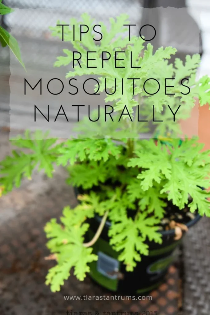 Mosquito Control Tequesta: Natural Removal Methods