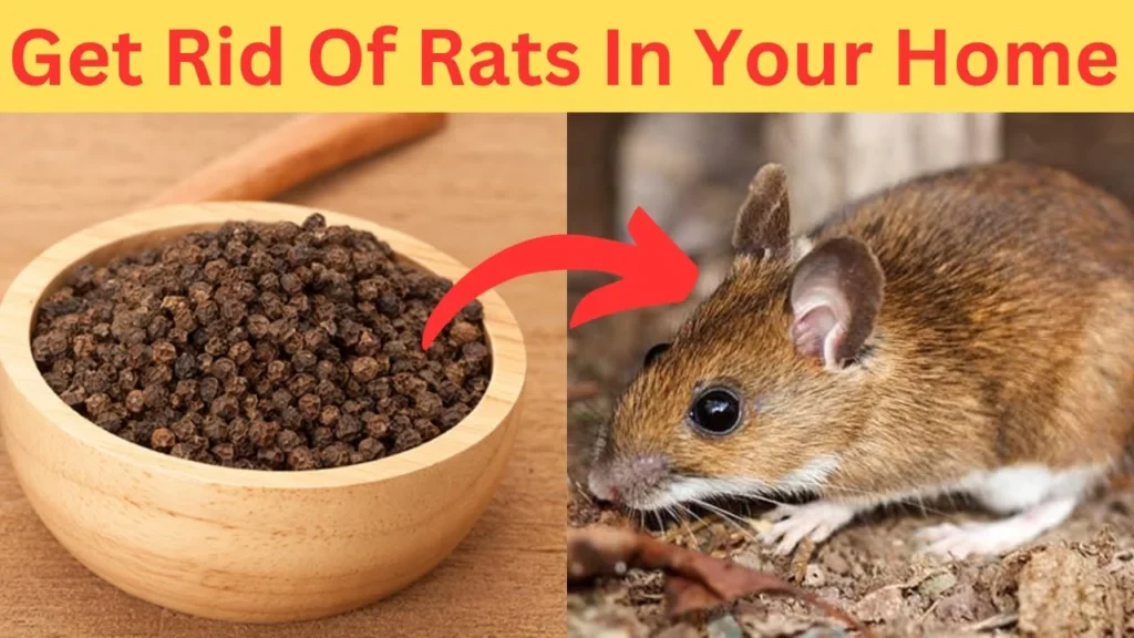 mouse or rat whats in your home: Natural Removal Methods