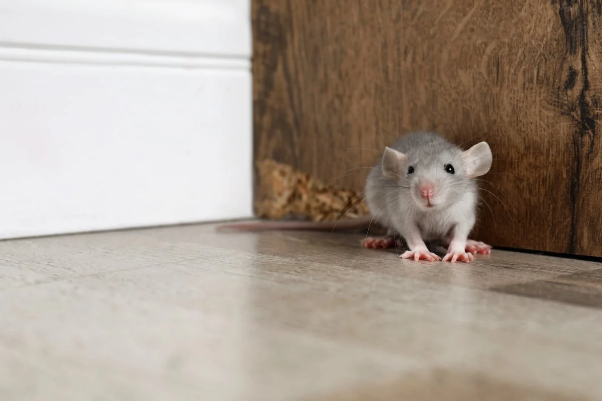 mouse or rat whats in your home: Why This Pest Appears in Homes