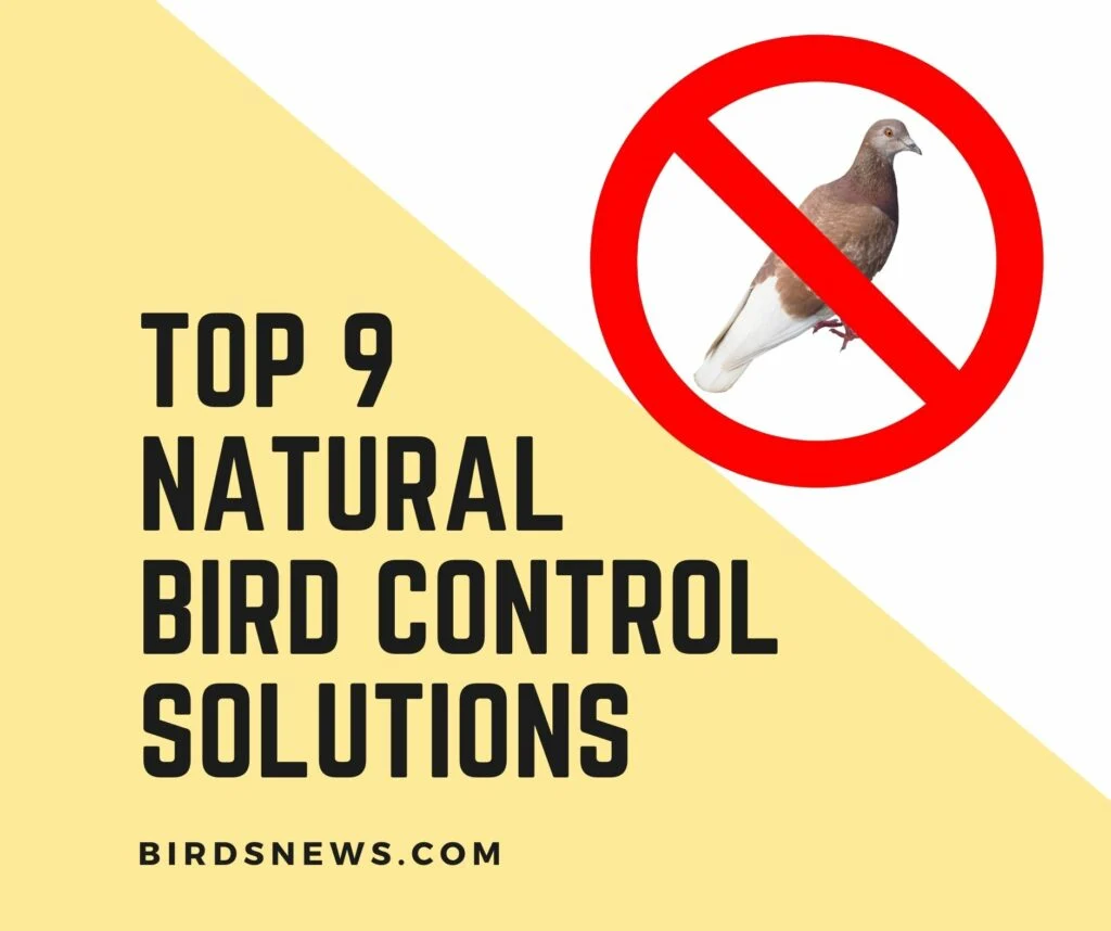 Natural Bird Control Methods