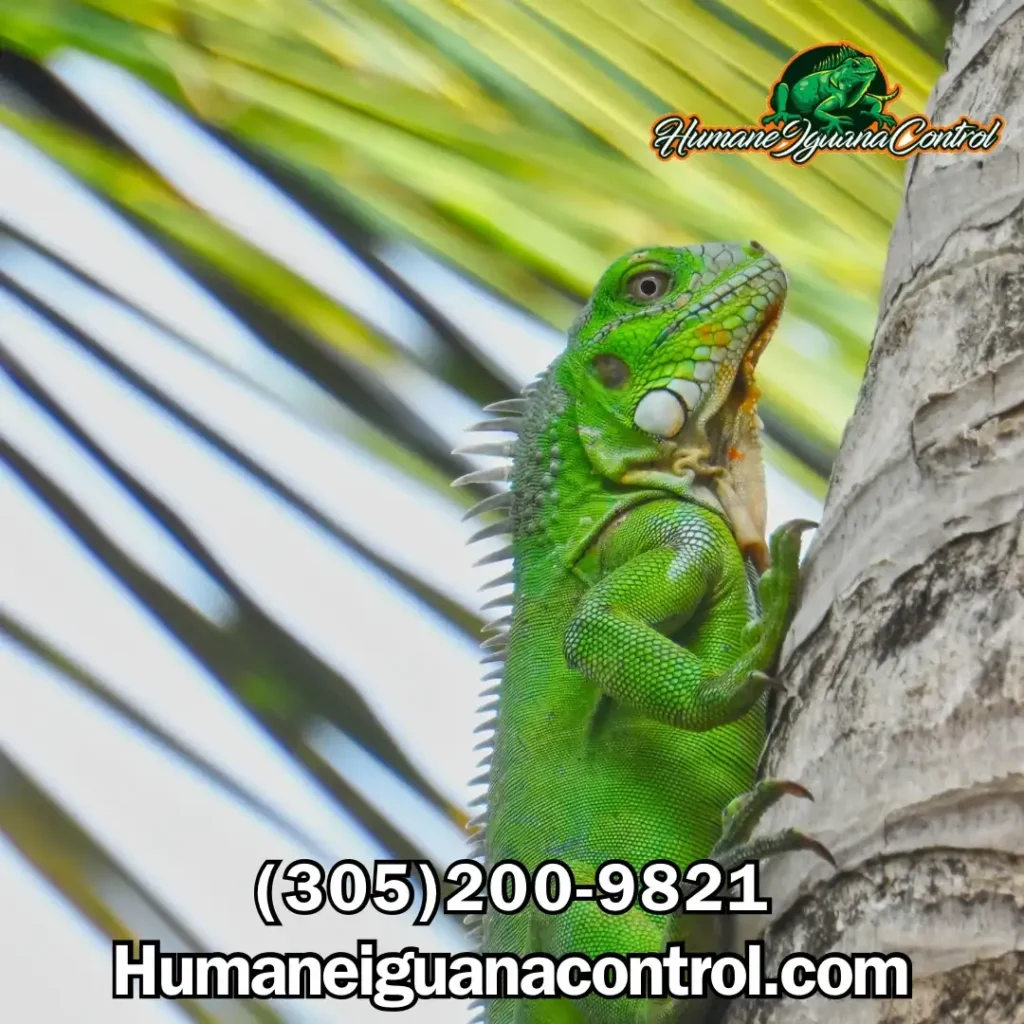 Natural iguana removal methods