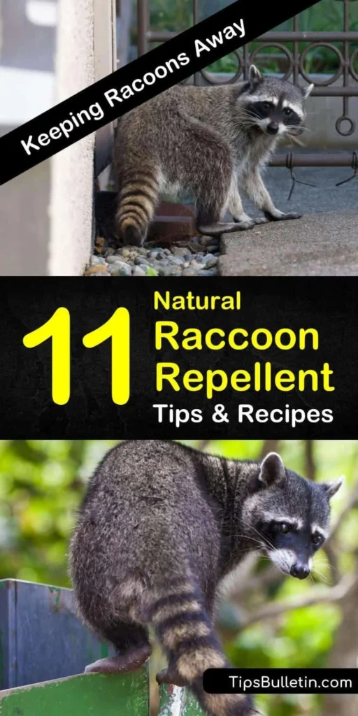 Natural Raccoon Removal Methods