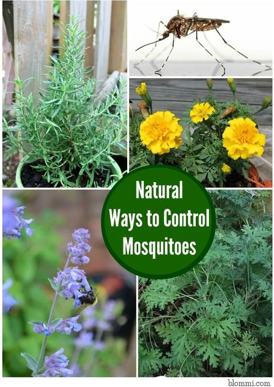 Natural Removal Methods for Mosquito Control Palm Beach Gardens