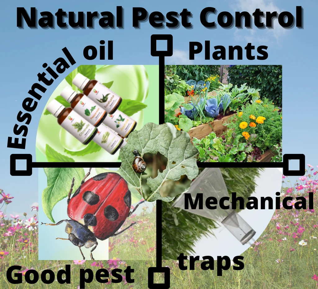 Natural Removal Methods for Pest Control East Lake