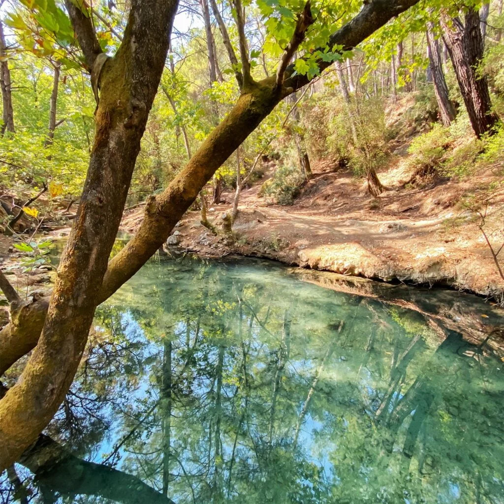 Natural Removal Methods for Seven Springs Wildlife