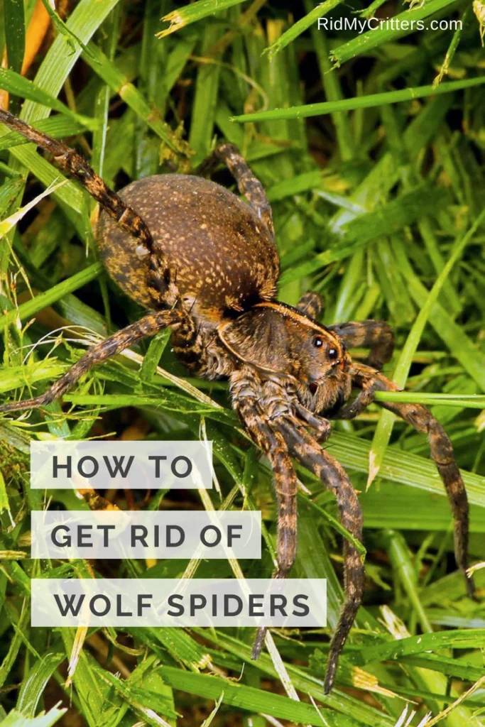 Natural Removal Methods for Spider Spotlight Wolf Spiders