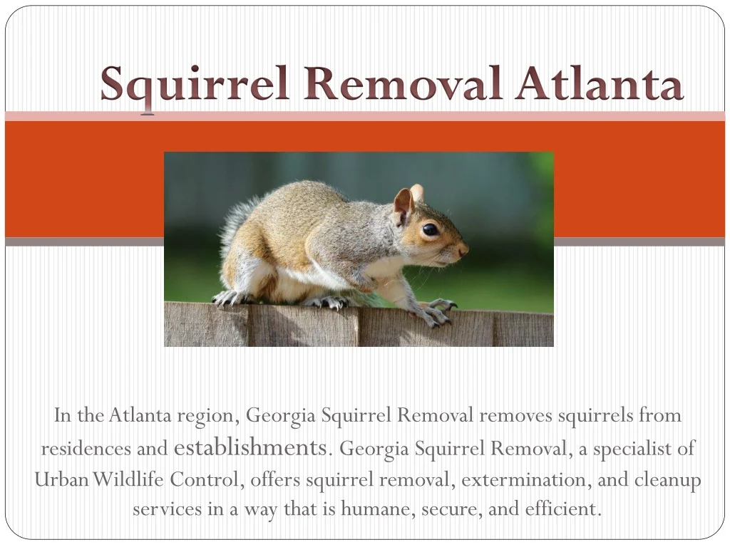 Natural Removal Methods for Squirrel Removal Atlanta