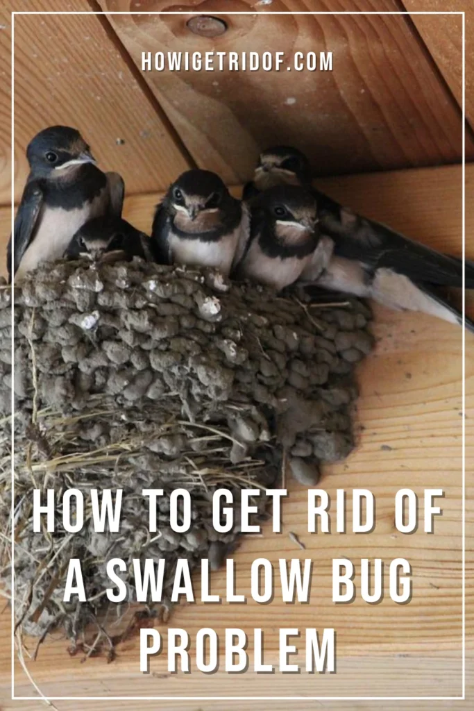 Natural Removal Methods for Swallow Bugs